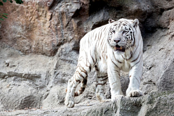 Картинка животные тигры белый грозный красавец