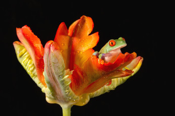 Картинка животные лягушки жабка тюльпан