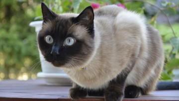 Картинка животные коты кот сиамский