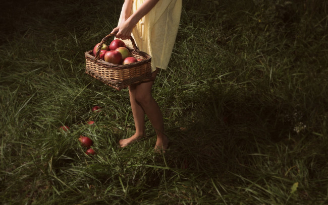 Обои картинки фото еда, Яблоки, корзинка, яблоки, девочка