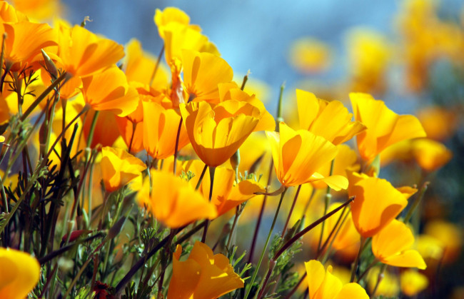 Обои картинки фото цветы, эшшольция, желтый, калифорнийский, мак