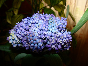 Картинка мускари цветы гиацинты