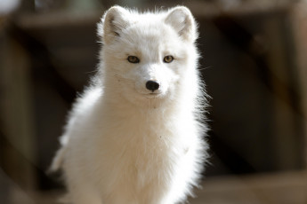 Картинка животные песцы песец полярная лисица белый смотрит