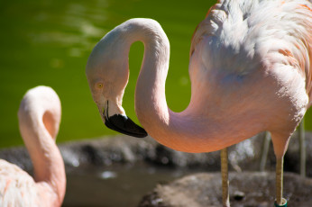 обоя животные, фламинго, птица, шея