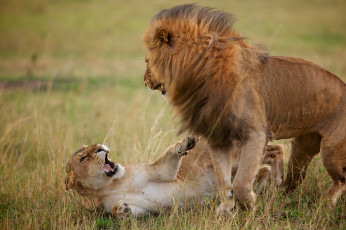 Картинка животные львы разборки