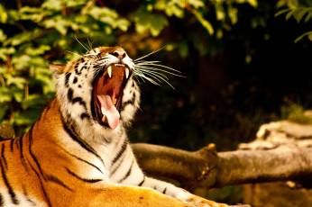 Картинка животные тигры клыки пасть зевает тигр
