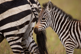 Картинка животные зебры жеребёнок детёныш