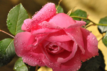 Картинка цветы розы роза бутон лепестки роса