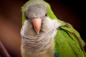 Картинка животные попугаи калита клюв взгляд птица