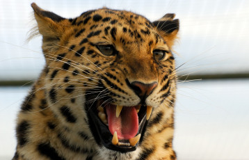 Картинка животные леопарды оскал сердитый леопард клыки пасть