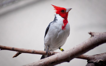 Картинка животные кардиналы птица ветки