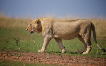 Картинка животные львы дикая кошка хищник