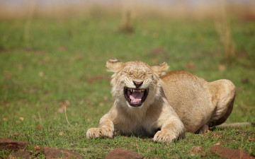 Картинка животные львы львица дикая кошка смех