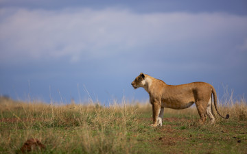 Картинка животные львы львица саванна
