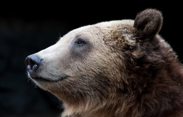 Картинка животные медведи темный фон медведь морда профиль