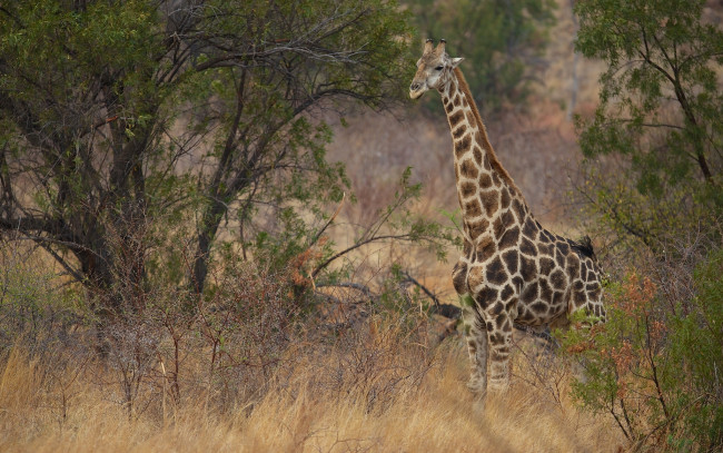 Обои картинки фото животные, жирафы, шея, саванна, кусты