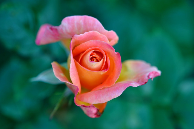Обои картинки фото цветы, розы, бутон, макро