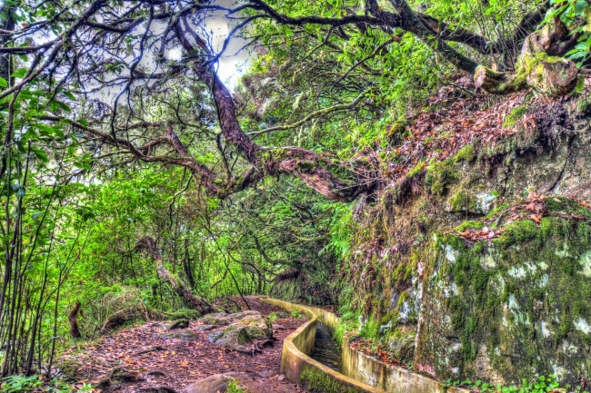Обои картинки фото португалия, madeira, природа, лес, тропа, заросли