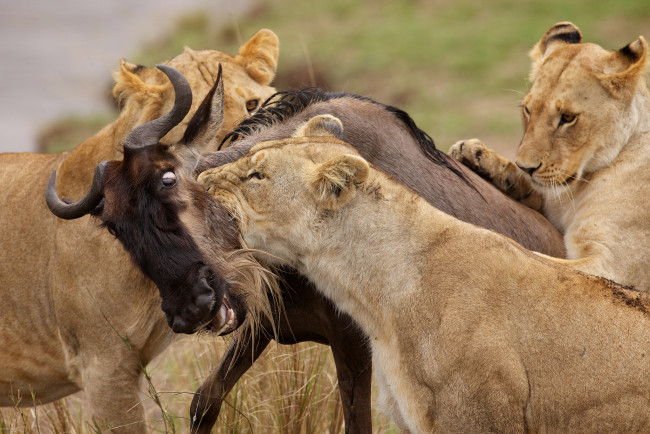 Обои картинки фото животные, разные, вместе, львы, антилопа, охота, добыча