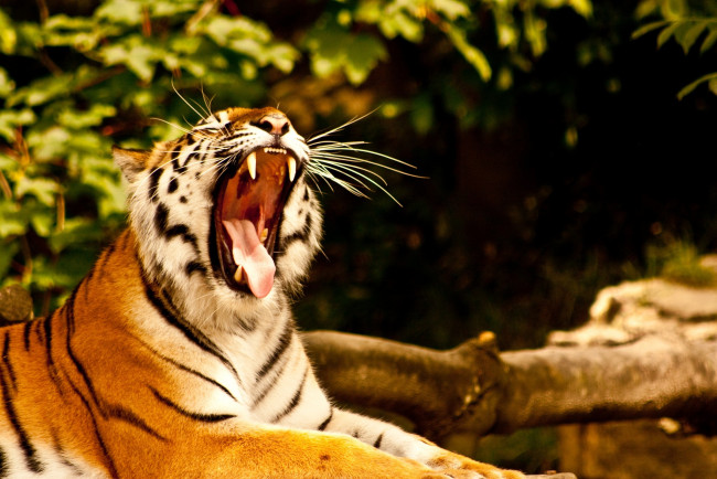Обои картинки фото животные, тигры, клыки, пасть, зевает, тигр