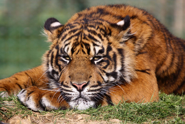 Обои картинки фото животные, тигры, отдых, морда, тигр, молодой