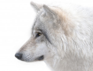 Картинка животные волки +койоты +шакалы морда хищник волк снег зима