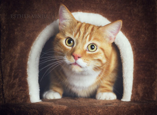 Картинка животные коты ушки усы лежит взгляд коте киса кошка кот
