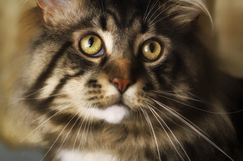Картинка животные коты коте кошка киса ушки усы лежит взгляд