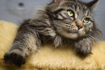 Картинка животные коты лапки лежит взгляд коте ушки усы кошка киса