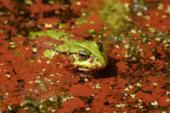 Картинка животные лягушки вода красная лягушка тина болото