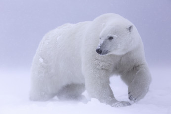 Картинка животные медведи белый мишка снег зима