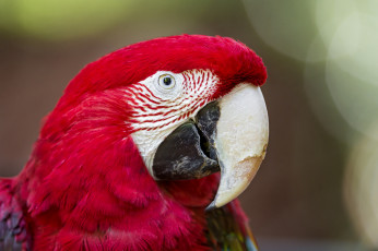 Картинка животные попугаи расцветка окрас ара попугай