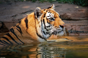 Картинка животные тигры кошка морда водоем купание