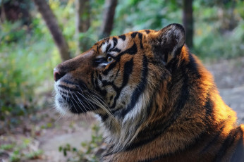 Картинка животные тигры мех морда профиль хищник