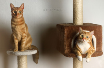 Картинка животные коты рыжие пара