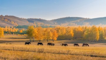 Картинка животные лошади осень пейзаж кони поле природа