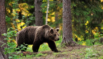Картинка животные медведи лес бурый медведь