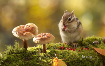 Картинка животные бурундуки грибы
