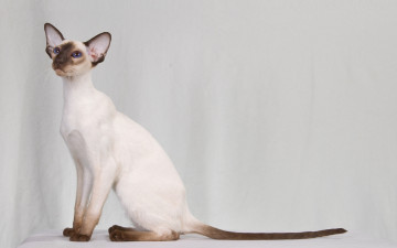 Картинка животные коты кот кошка колор-пойнт настоящая сиамская