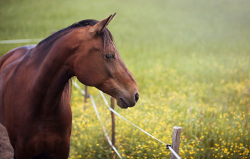 Картинка животные лошади лето изгородь грива конь луг профиль морда