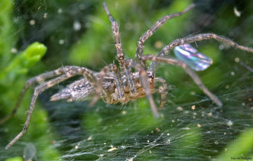 Картинка животные пауки капли блеск макро паутина