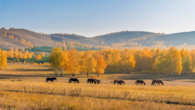 Обои картинки фото животные, лошади, осень, пейзаж, кони, поле, природа
