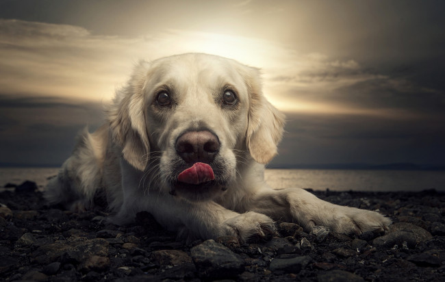 Обои картинки фото животные, собаки, пляж, собака, портрет, закат, лабрадор