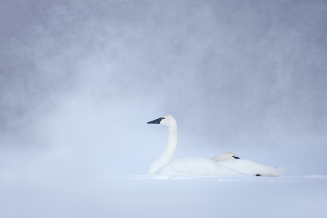 Обои картинки фото животные, лебеди, белый, лебедь, снег, зима