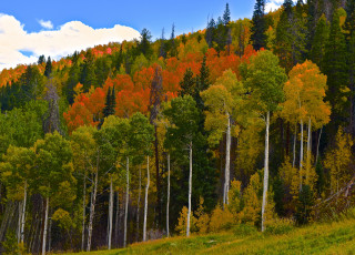 Картинка природа лес осень краски