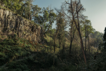 Картинка природа лес чащоба скалы