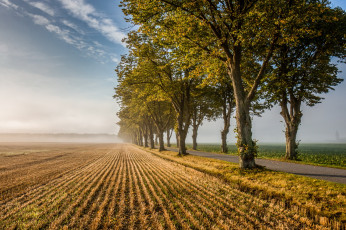 Картинка природа деревья утро дорога поле