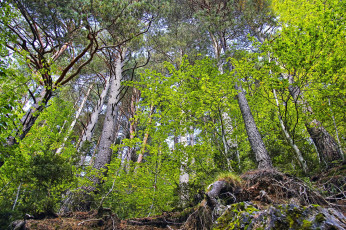 Картинка природа лес пригорок деревья