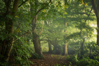 Картинка природа лес туман деревья