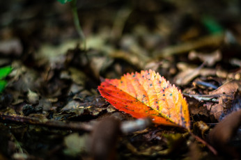 Картинка природа листья осень макро цвет лист
